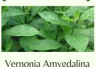 Kesehatan : Manfaat Daun Afrika (Vernonia Amygdalina)