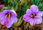 Yuk, Kenalan dengan Saffron