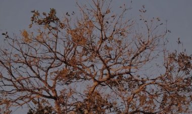 Pohon Tua dan Kenangan yang Luruh