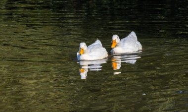 Pengembaraan Bebek Kecil di Danau