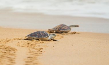 Rintangan Si Penyu Kecil di Pantai